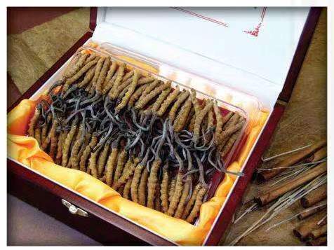 苏家屯冬虫夏草回收